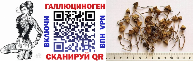 наркота  Бакал  Галлюциногенные грибы GOLDEN TEACHER 